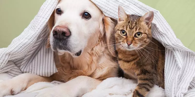 Treat Your Pets Right with Zooplus: The Ultimate Pet Paradise