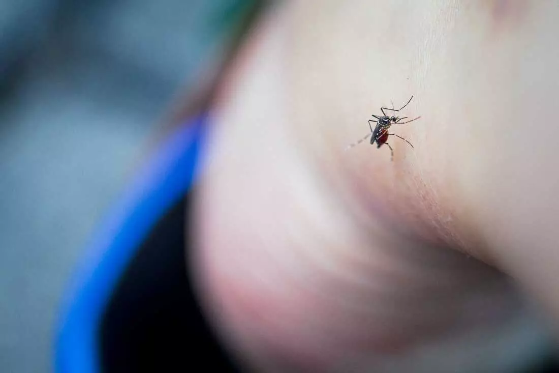Unveiling Unexpected Strategies to Deter Mosquitoes