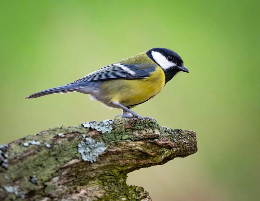 Avian Relationships: The 'Divorce' Phenomenon in Great Tits