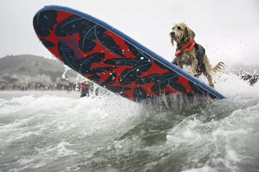 Canine Conquerors of the Waves: A Dive into the World Dog Surfing Championships