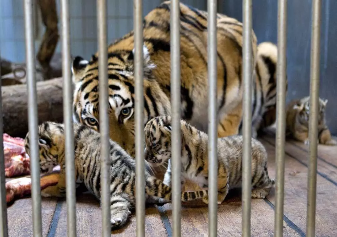 Danish Zoo's Unique Pet Donation Program for Predator Feeding Sparks Global Debate