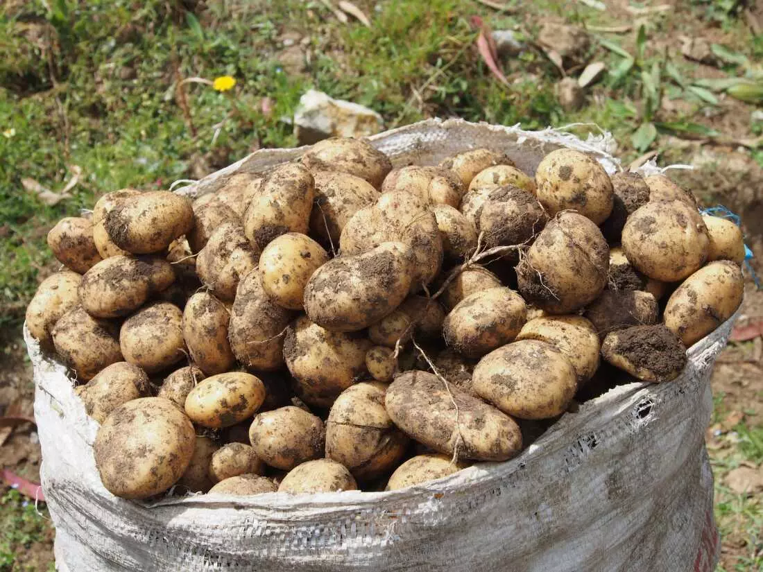 The Evolutionary Enigma of the Humble Potato Unraveled