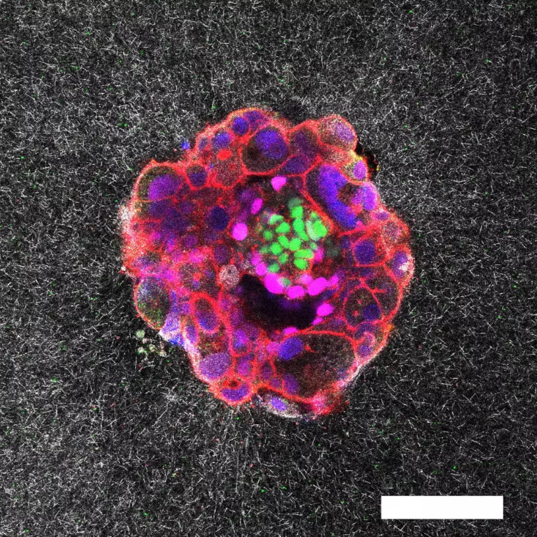 Unveiling Life's First Steps: Real-Time Embryo Implantation Captured