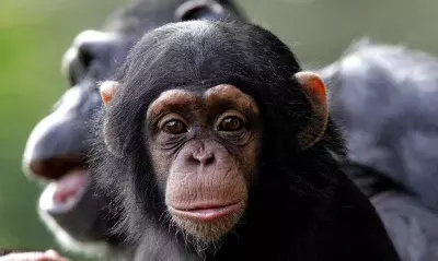 Maternal Influence on Chimpanzee Communication Development