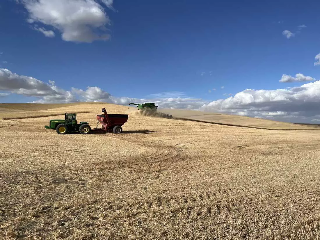 US Wheat Farmers Grapple with Trade Uncertainties Amid Tariff Landscape