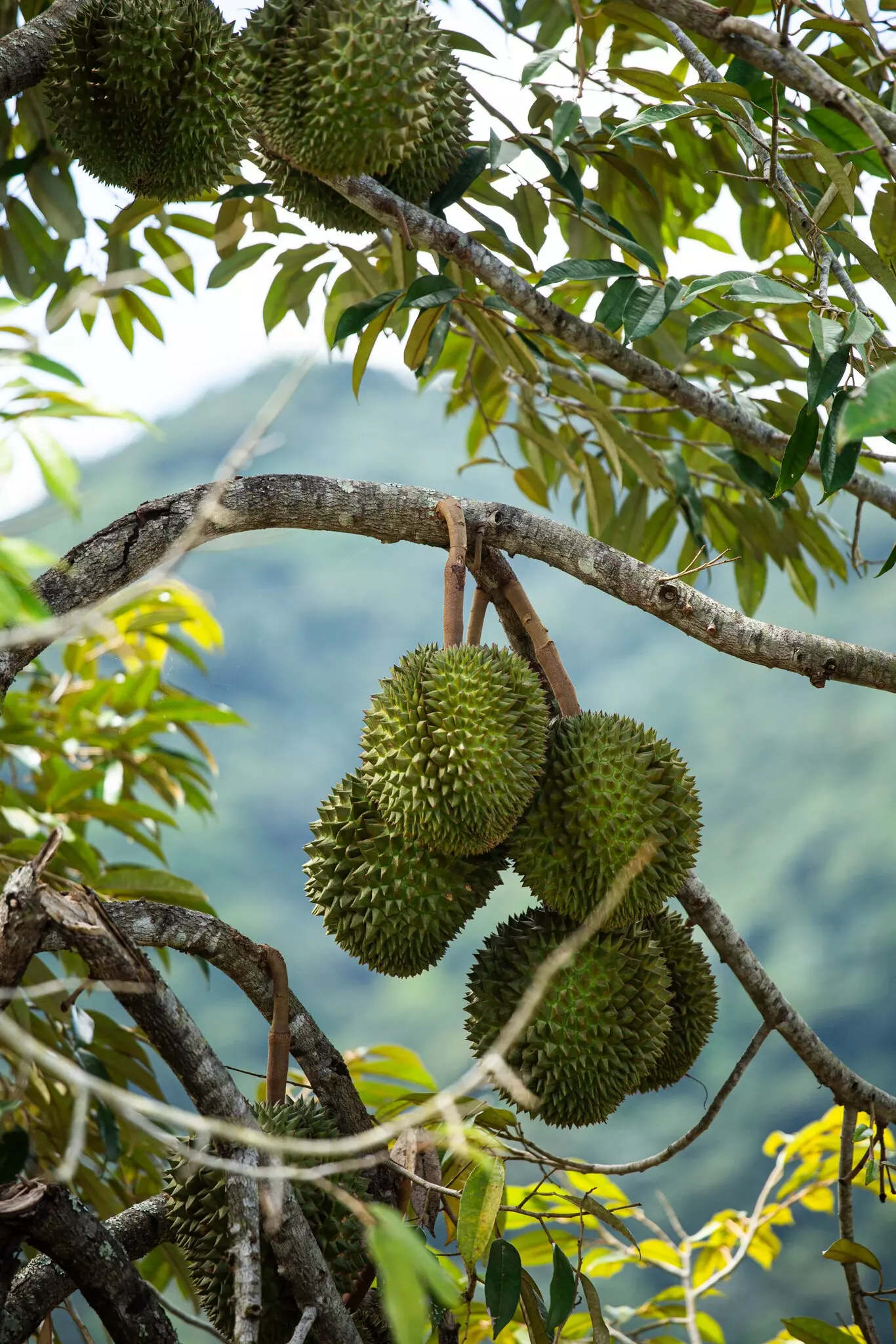 Durian Devotion: A Global Gathering in Puerto Rico's Rainforest