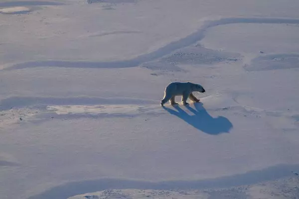Arctic's Rapid Transformation: Unprecedented Changes in Svalbard's Ecosystem