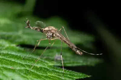 Mosquitoes Make First Appearance in Iceland Amidst Warming Climate