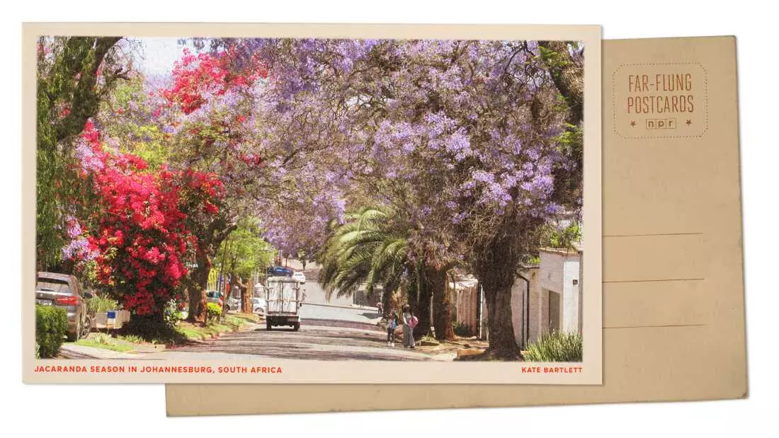 Johannesburg's Spring Transformation: A Jacaranda Spectacle