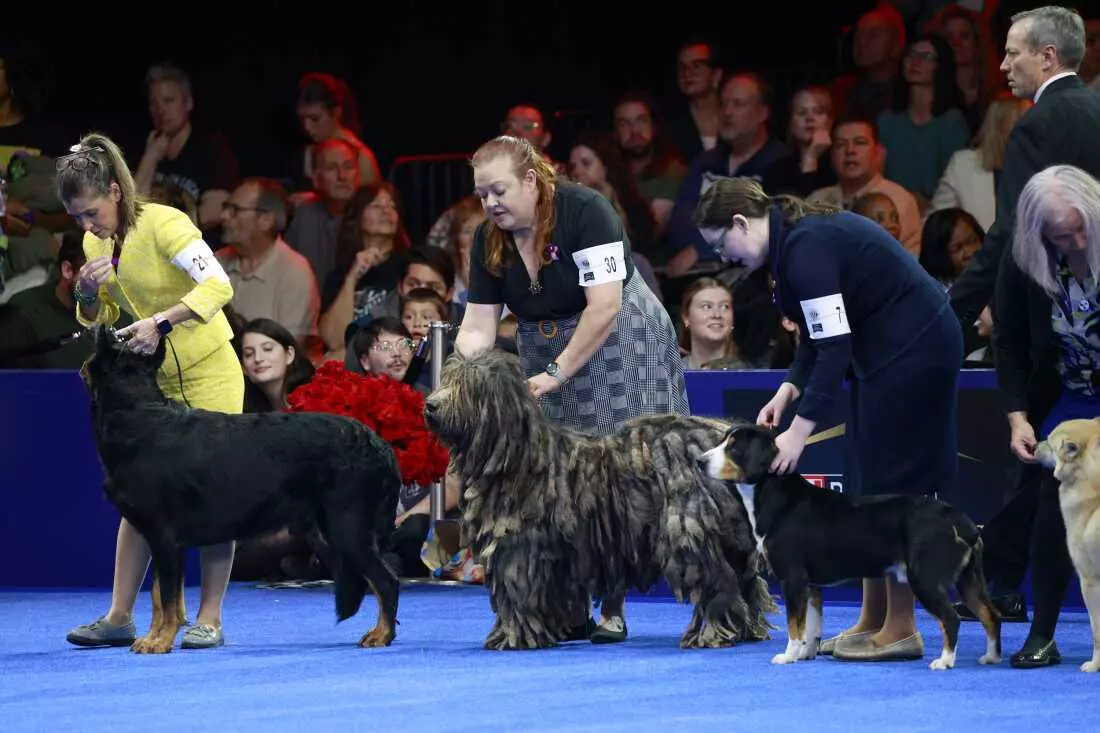 Soleil, Belgian Sheepdog, Crowned Best in Show at National Dog Competition