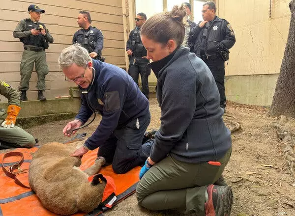 Wild Encounter: Mountain Lion Roams San Francisco Streets