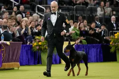 Penny the Doberman Claims Top Honors at 150th Westminster Dog Show