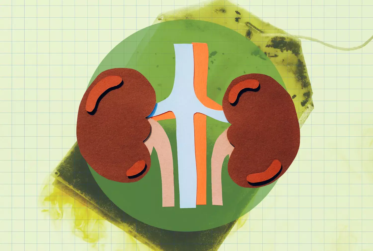 Green Tea: A Potent Ally for Kidney Wellness