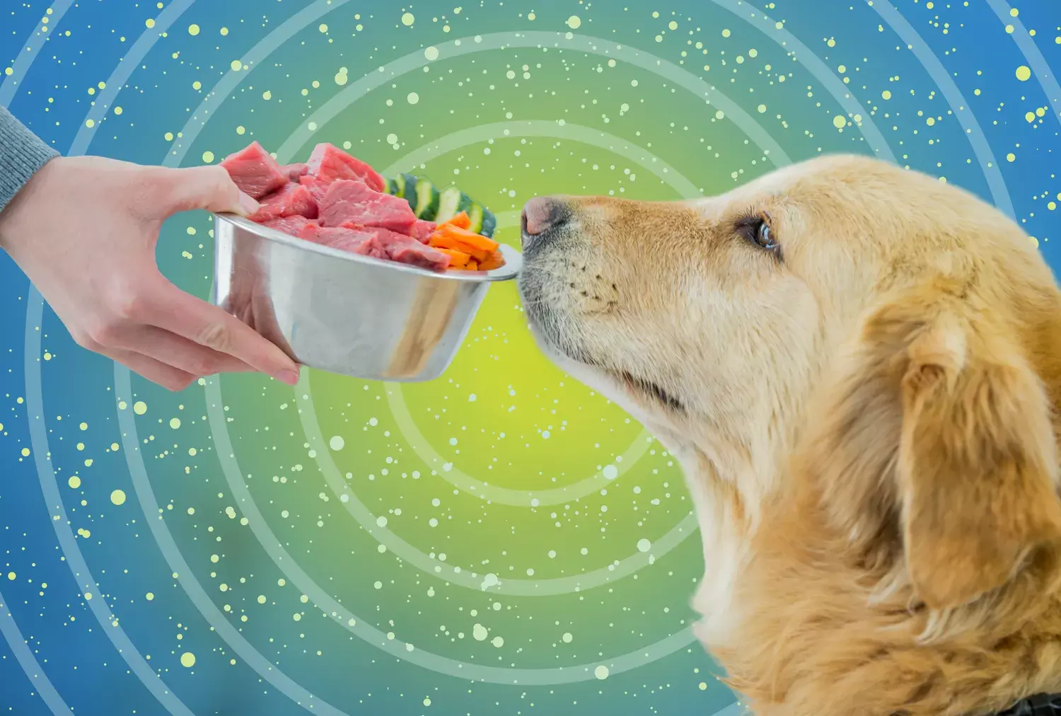 Fresh Dog Food: A Detailed Analysis of Its Benefits and Drawbacks