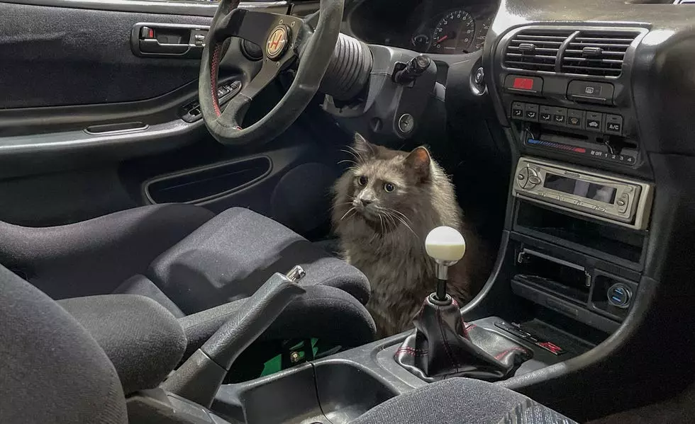 Car and Driver Staff's Beloved Pets