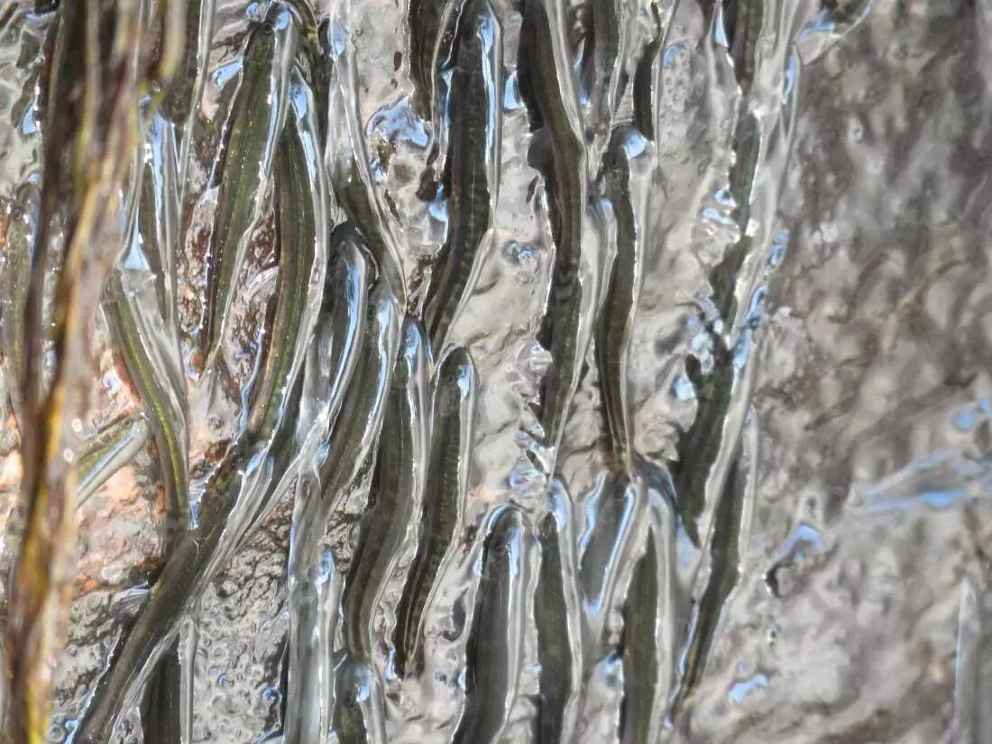 The Amazing Feat of Waterfall-Climbing Fish