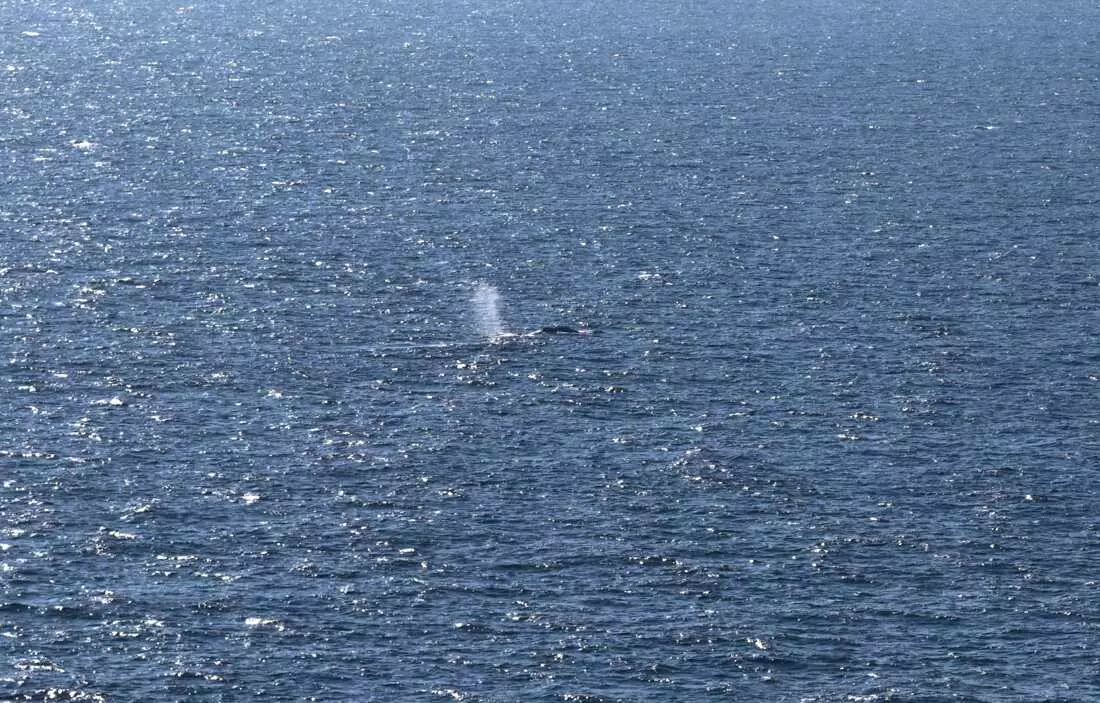 Timmy, the Humpback Whale, Returns to the Ocean After Weeks of Stranding