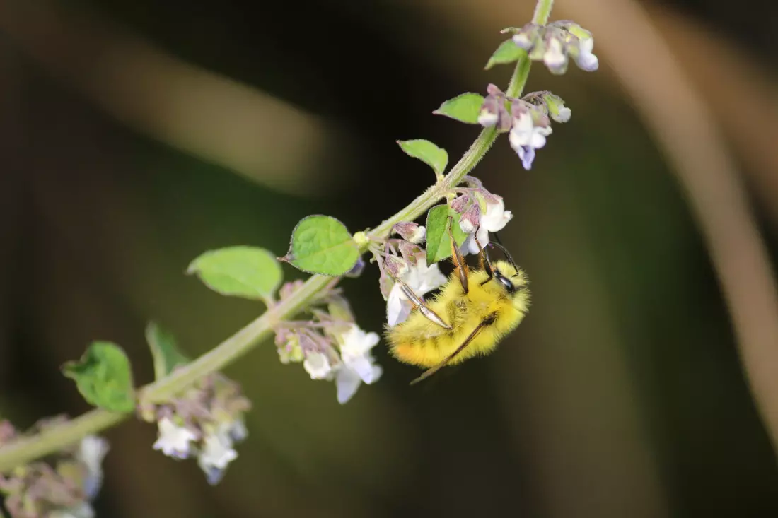The Vital Role of Pollinators: Enhancing Human Health and Economic Stability