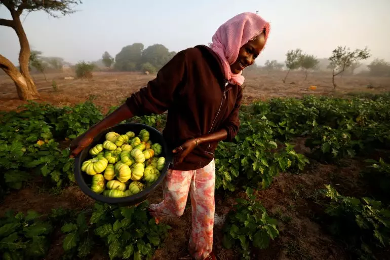 Africa's Path to Food Security: Embracing Agroecology Amidst Fertilizer Crisis