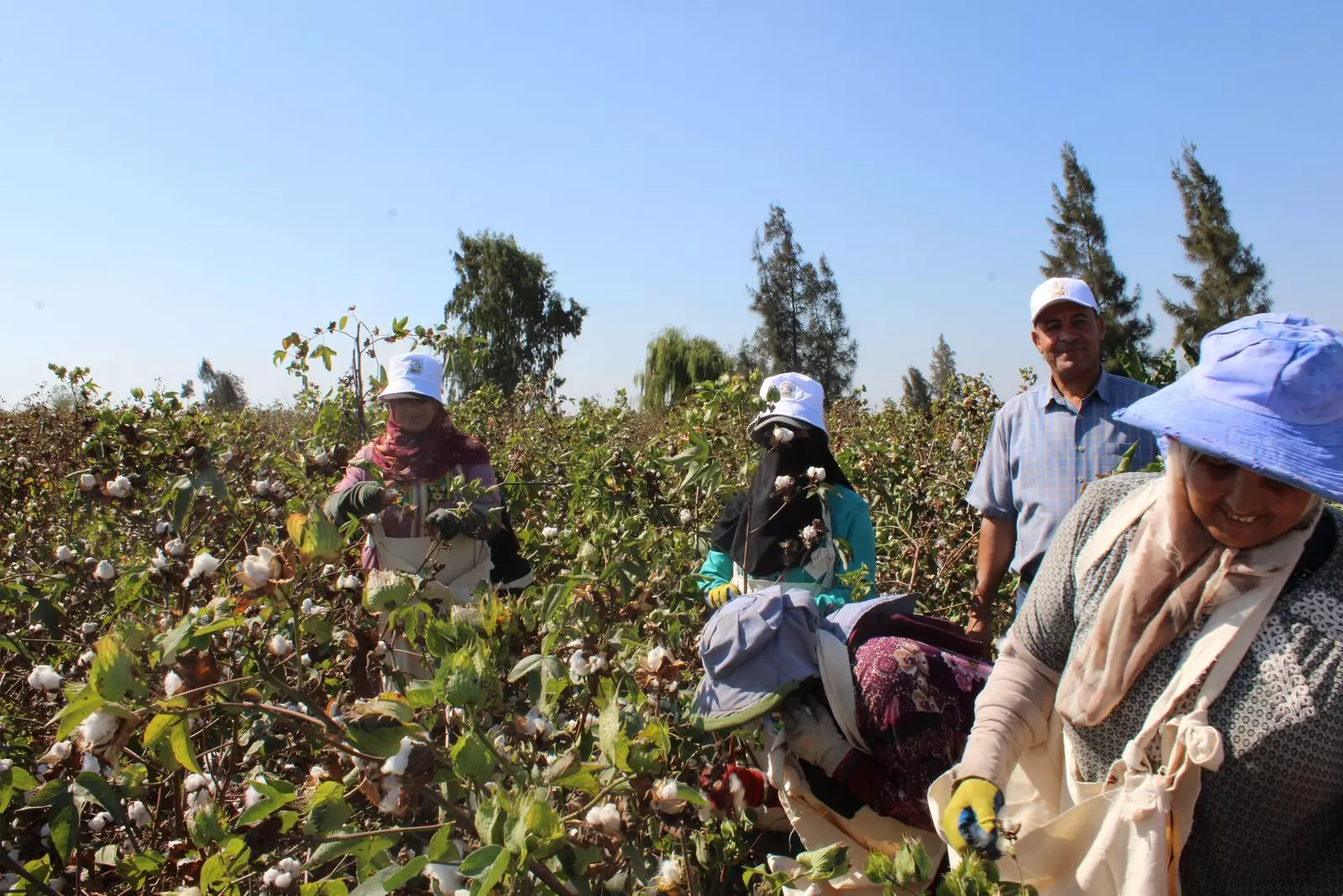 Egyptian Cotton: Weaving a Future of Traceability and Sustainability