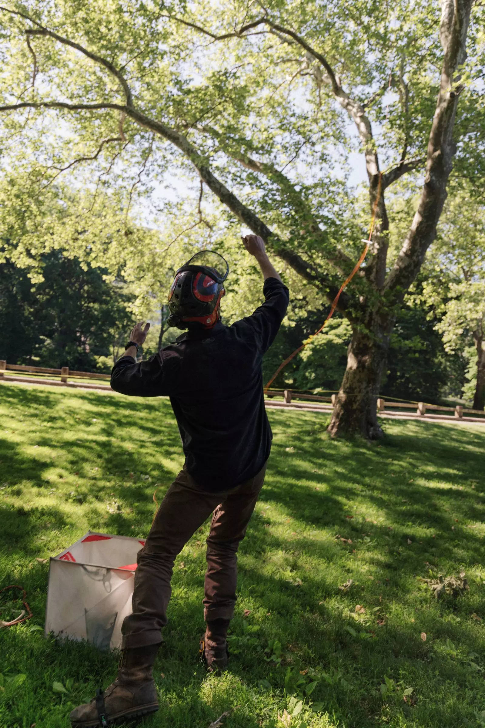 Central Park's Tree Care Team: Unexpected Social Media Stars