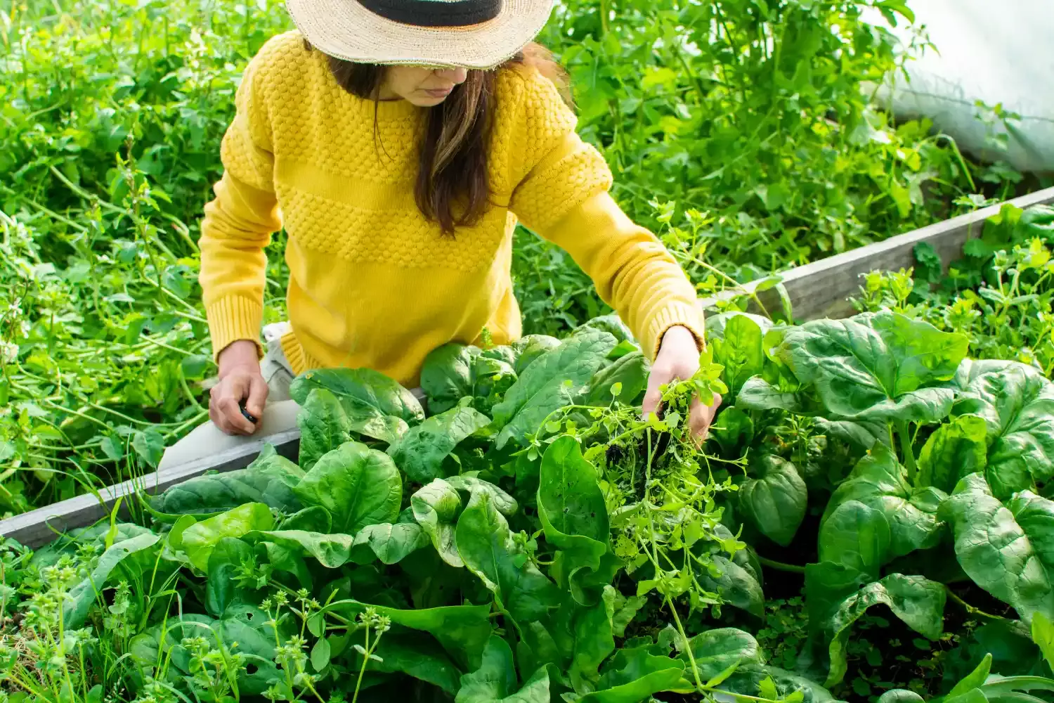 Extend the Shelf Life of Spinach for Enhanced Health Benefits