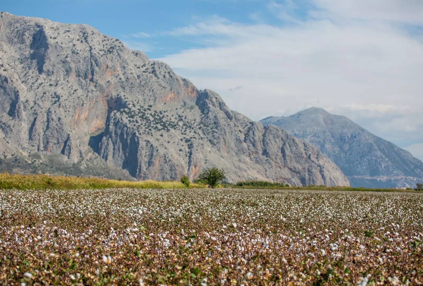 The European Cotton Revival: A Sustainable Luxury Trend