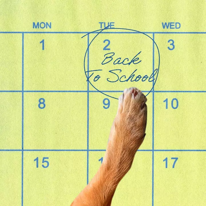 Preparing Your Canine Companion for the Back-to-School Transition