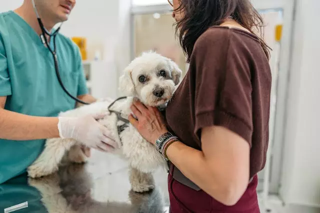Recognizing Urgent Pet Health Issues: When to Seek Emergency Veterinary Care