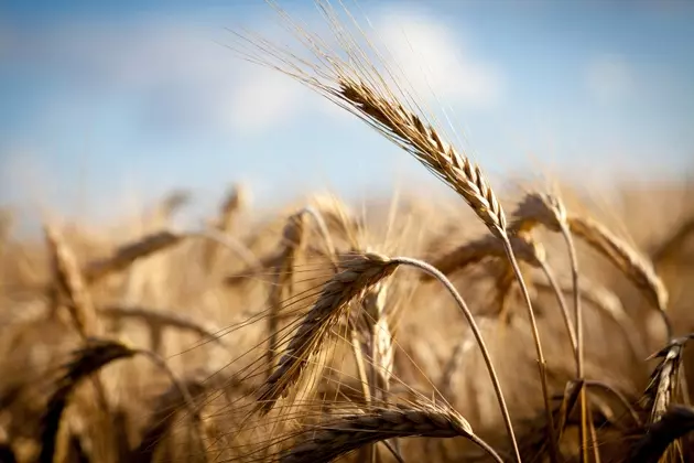 Nutrien Ltd. (NTR) Stock: A Deep Dive into Its Undervalued Potential Amidst Global Shifts