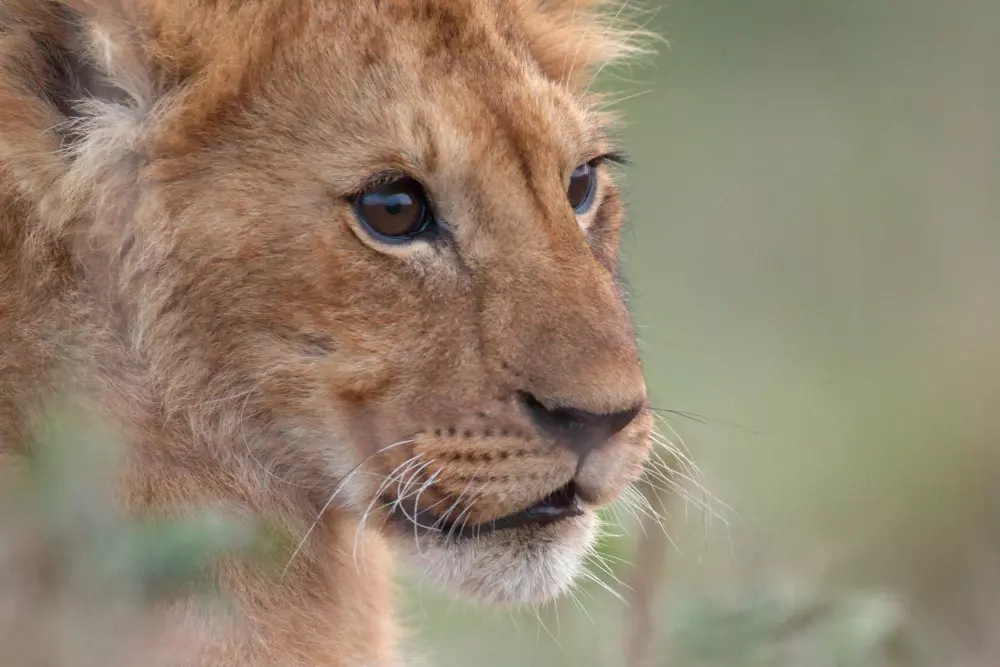 Jon Favreau's Harrowing Journey into Wildlife Documentary with National Geographic's 'Lion'