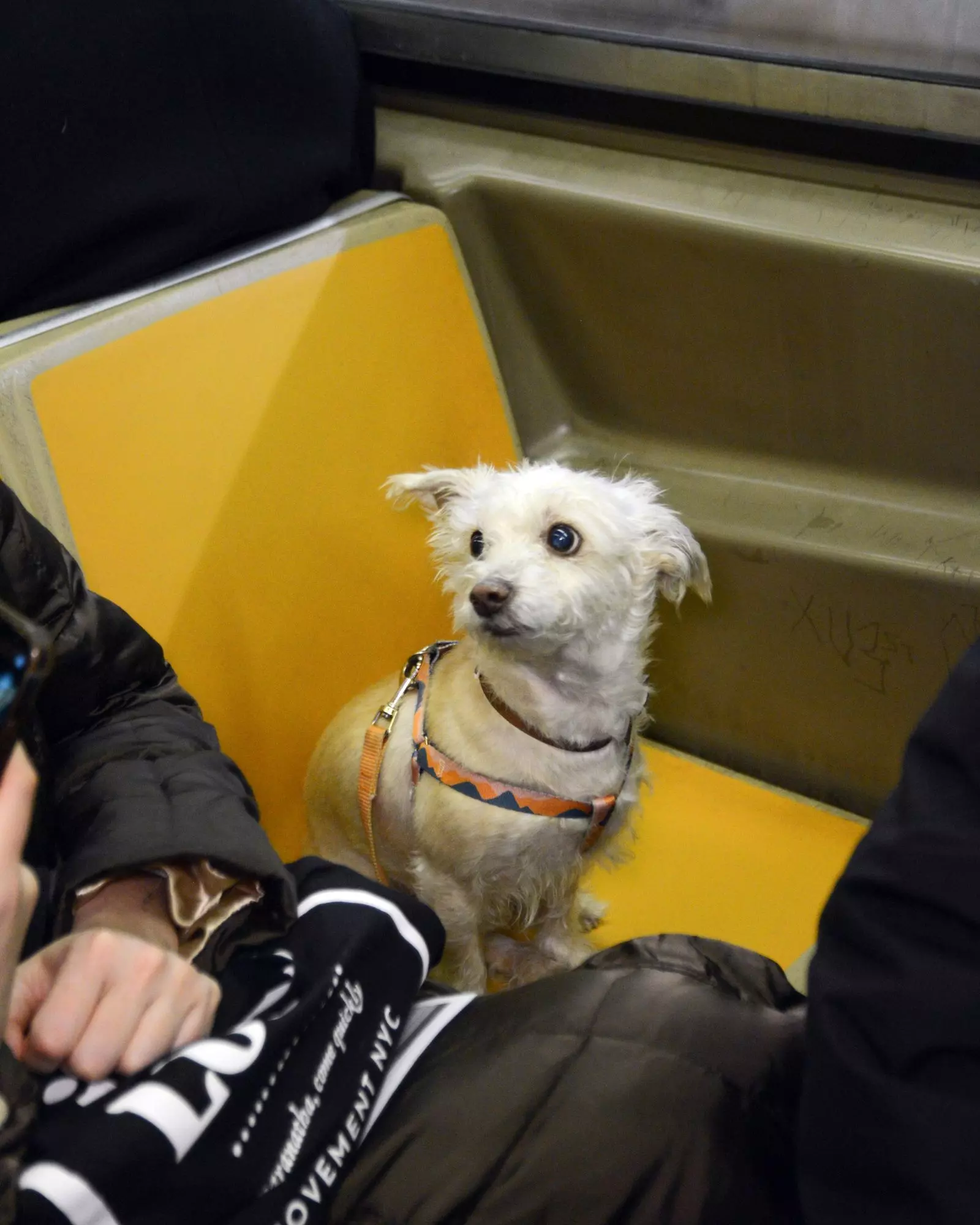 Canine Companions: Dogs Navigating the NYC Subway