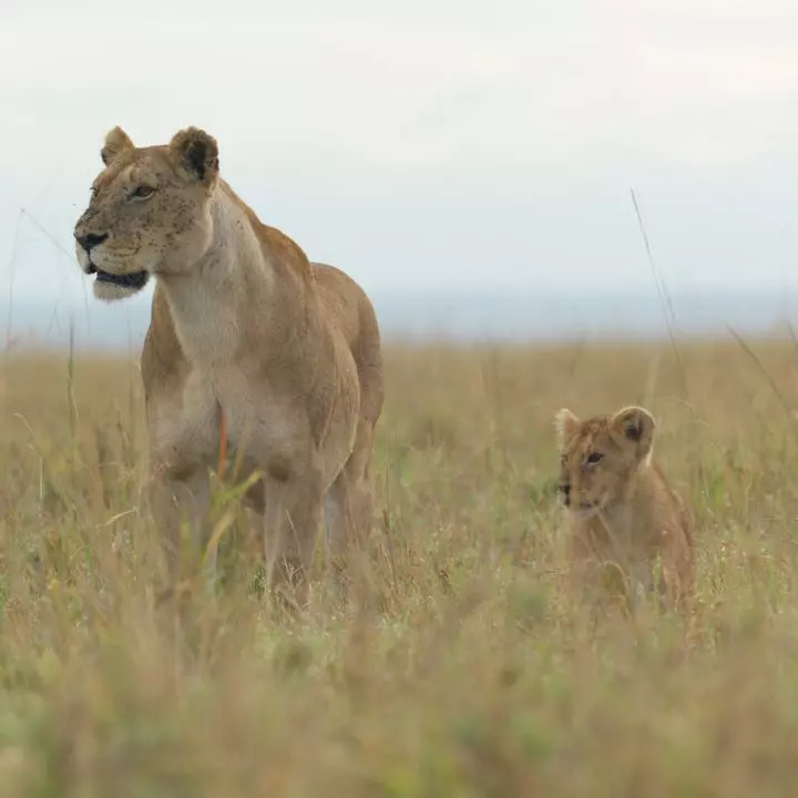 National Geographic's "Lion" Chronicles a Cub's Remarkable Journey