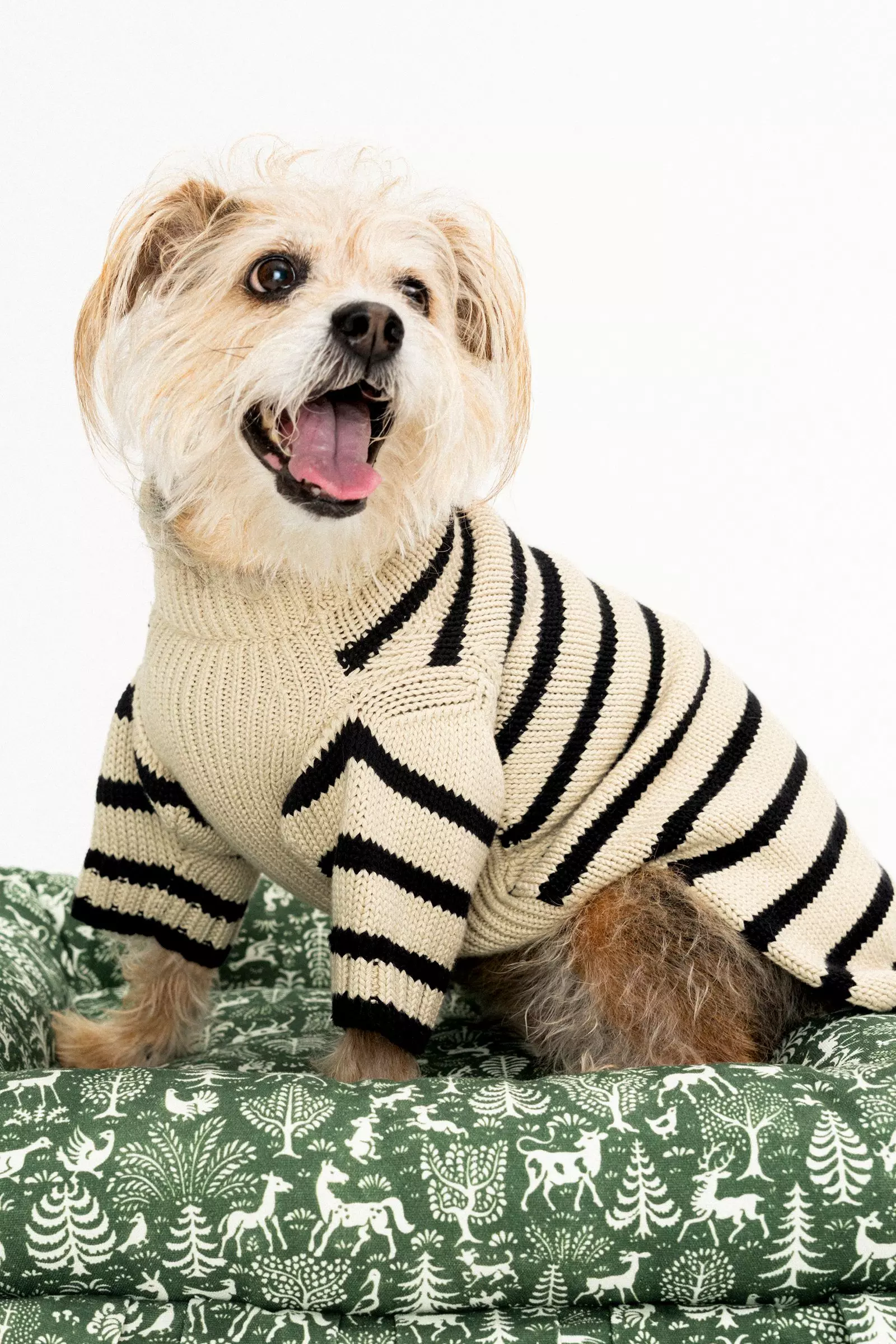 Behind the Scenes of a Star-Studded Canine Photoshoot