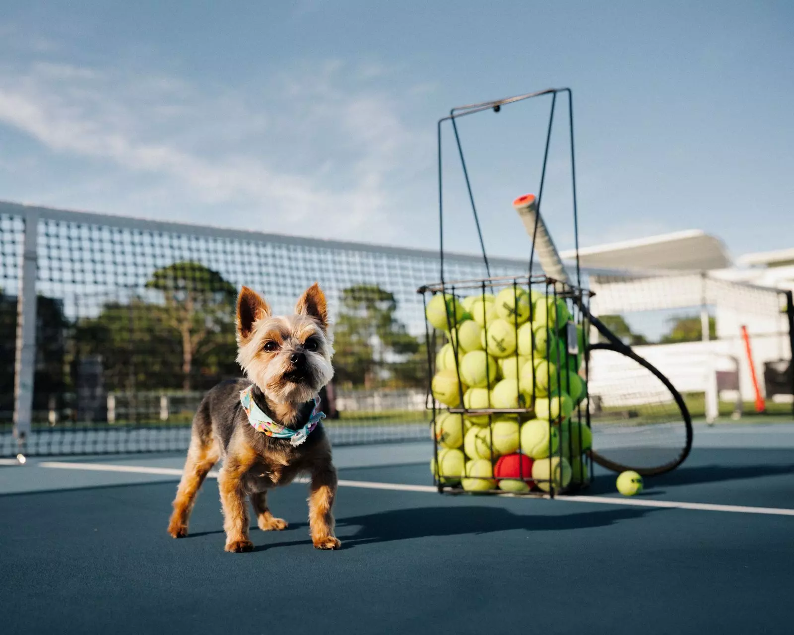 Serena Williams's Canine Companion: The Unbreakable Bond with Chip