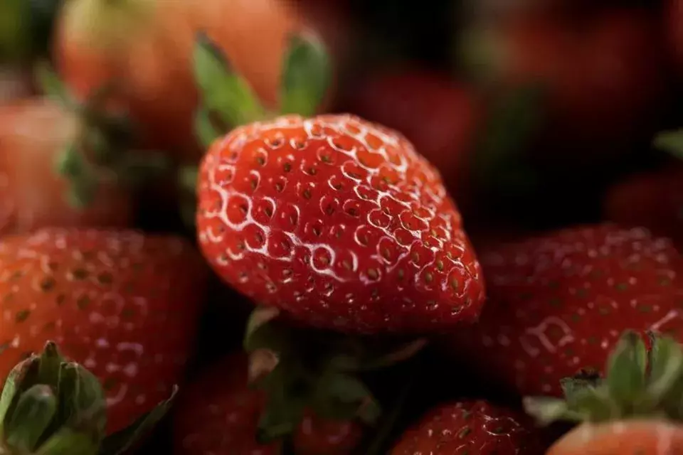 Mexico Challenges US Strawberry Dumping Ruling