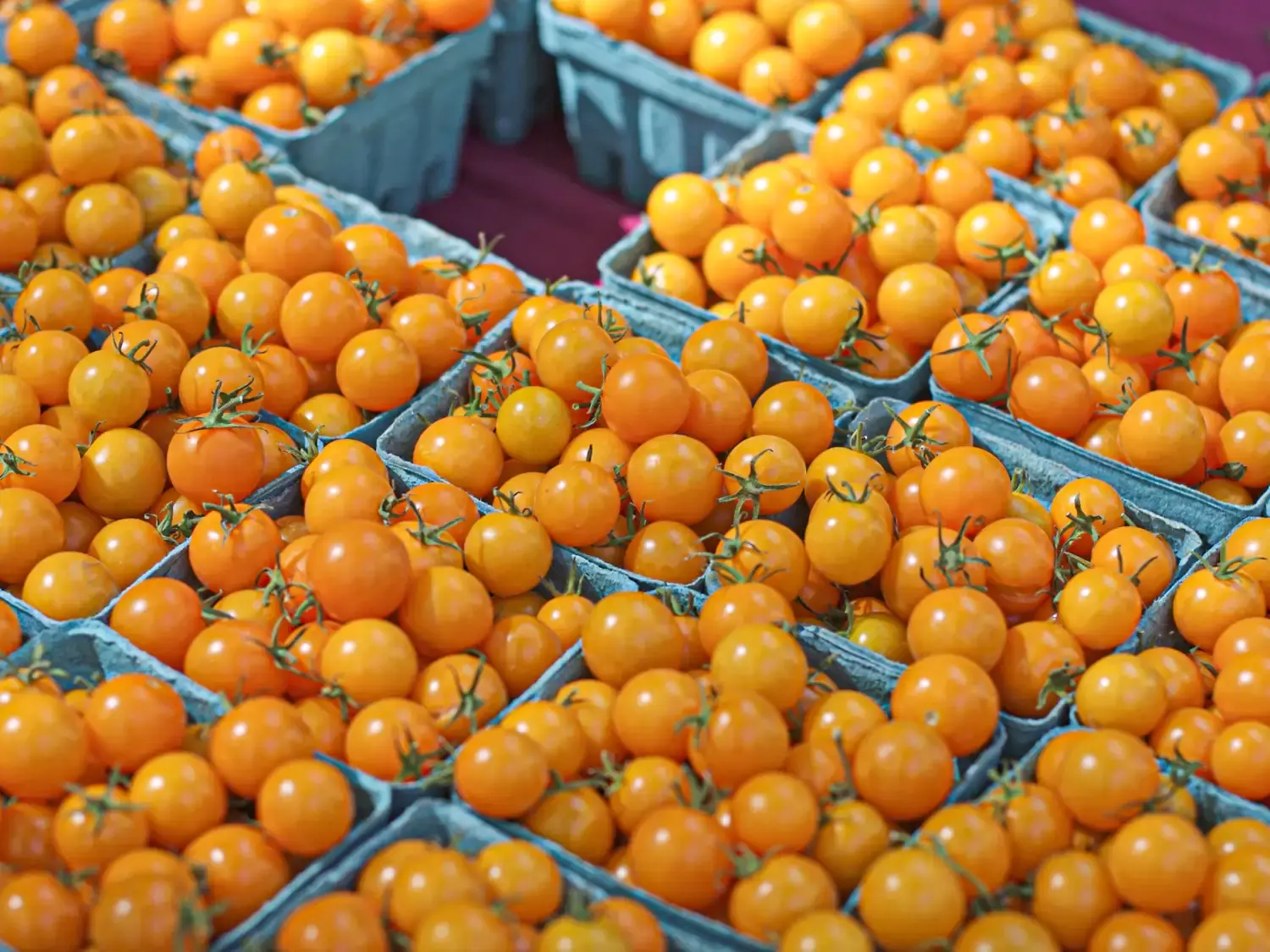 The Accidental Triumph of Sungold Tomatoes