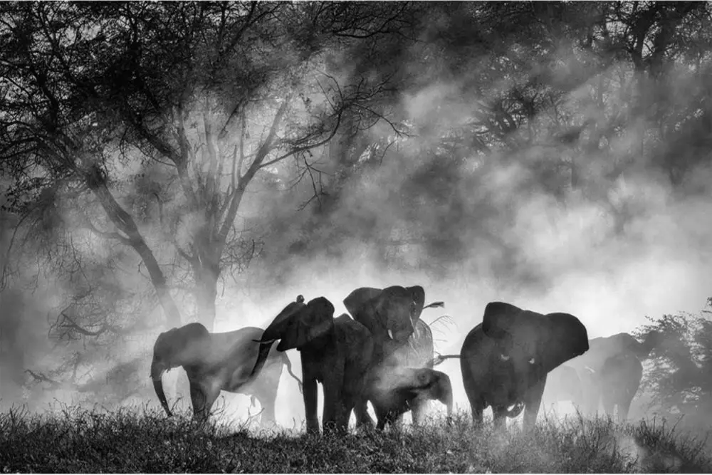 Werner Herzog's 'Ghost Elephants' Secures Home Entertainment Distribution with Buffalo 8