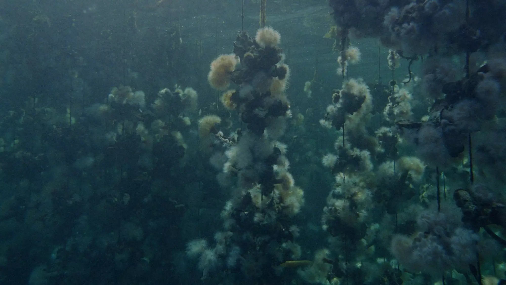 Examining Ecological Change Through the Unique Lens of Oyster Farming in 'Concrete Turned to Sand'
